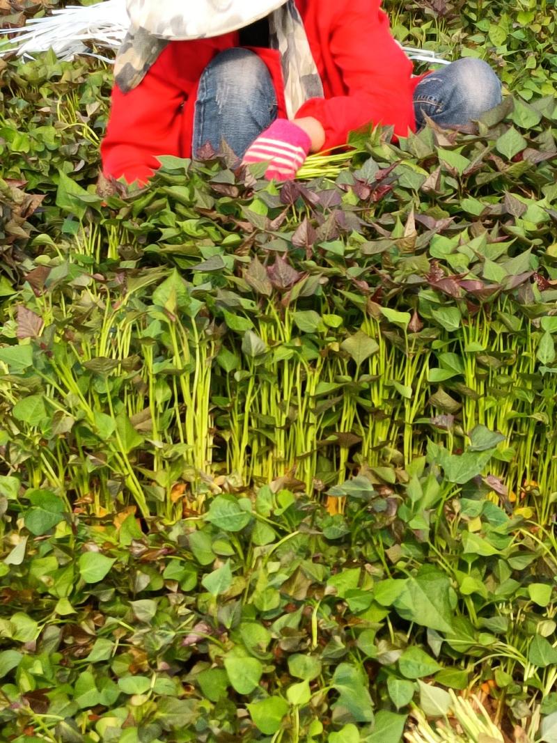 紫薯苗，脱毒原种红薯苗品种有紫罗兰，008，西瓜红，龙九