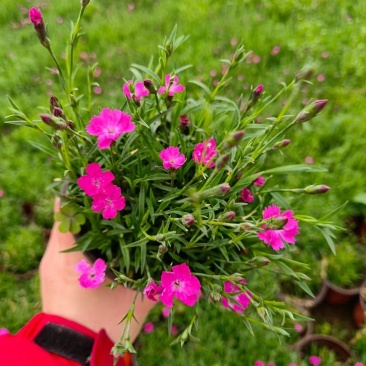 欧石竹种植基地农户自销100万待售质量保证视频发