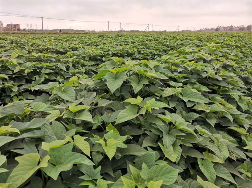 阳光下的紫薯种植园,农民正在采摘新鲜小个紫薯,背景为蓝天和田间小路 紫薯种植园实景