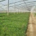 欧石竹种植基地农户自销100万待售质量保证视频发