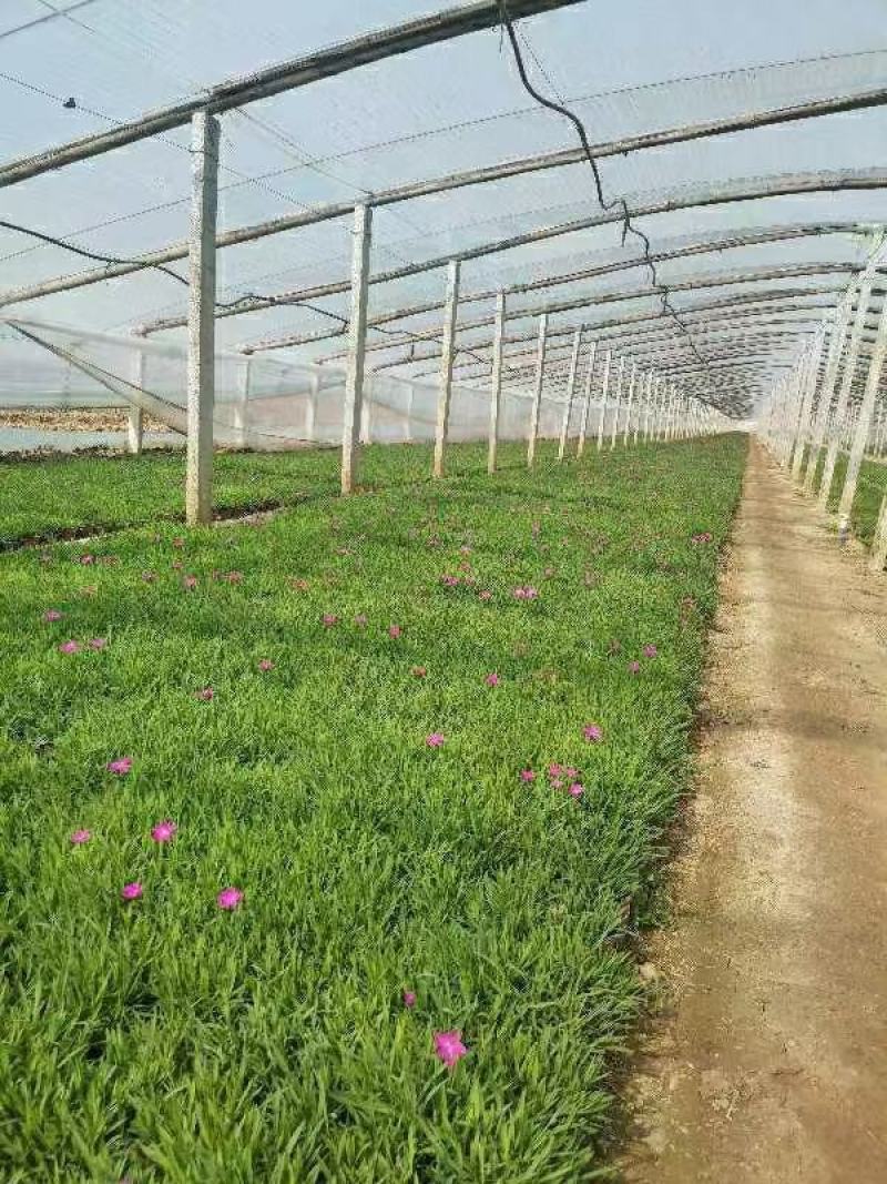 欧石竹种植基地农户自销100万待售质量保证视频发