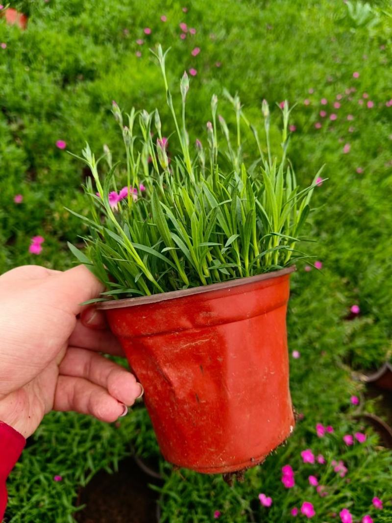 欧石竹种植基地农户自销100万待售质量保证视频发