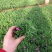 欧石竹种植基地农户自销100万待售质量保证视频发