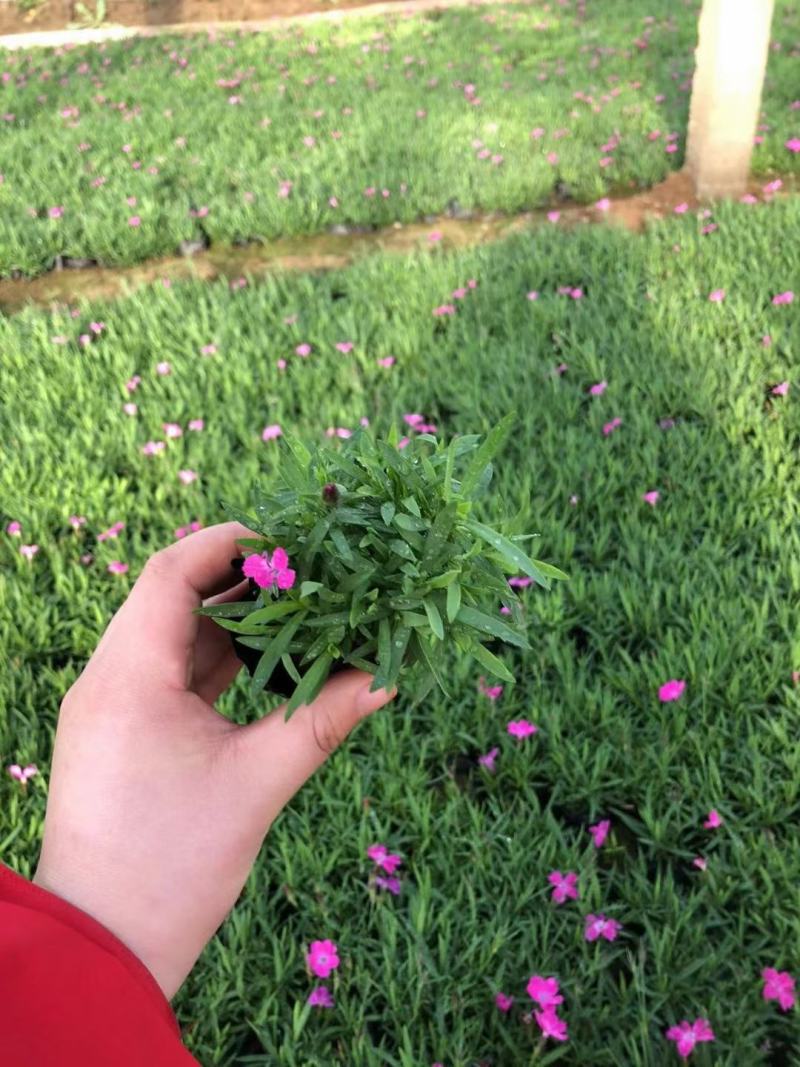 欧石竹种植基地农户自销100万待售质量保证视频发