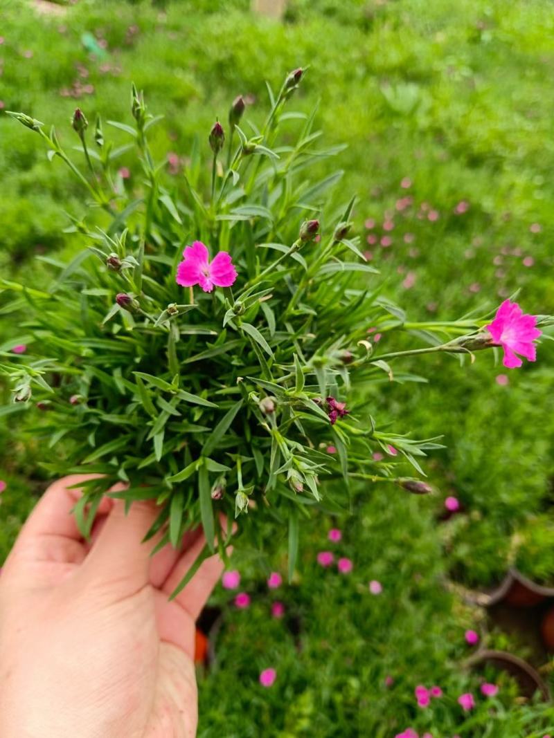 欧石竹种植基地农户自销100万待售质量保证视频发