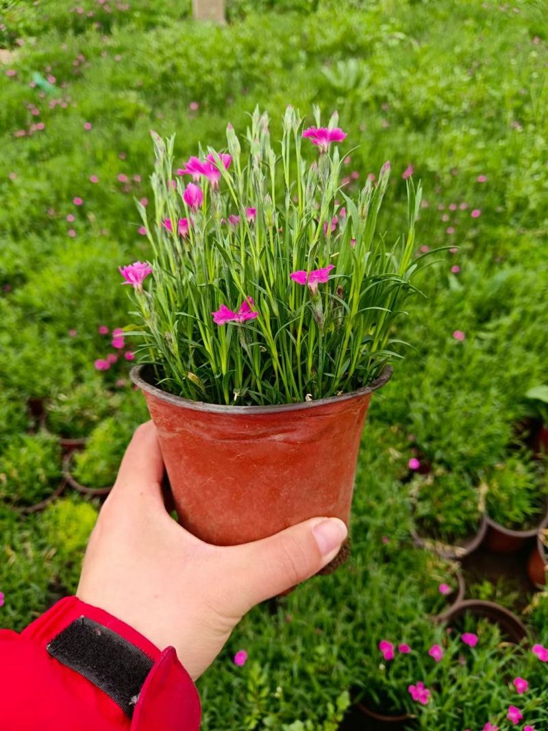 欧石竹种植基地农户自销100万待售质量保证视频发