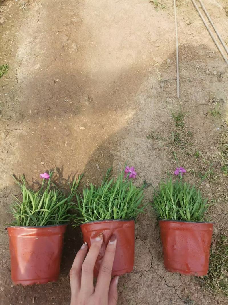 欧石竹种植基地农户自销100万待售质量保证视频发