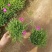 欧石竹种植基地农户自销100万待售质量保证视频发
