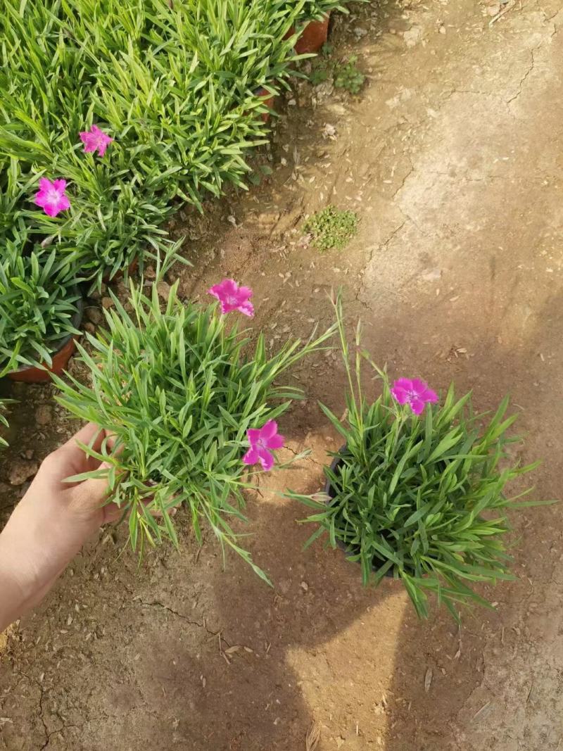 欧石竹种植基地农户自销100万待售质量保证视频发