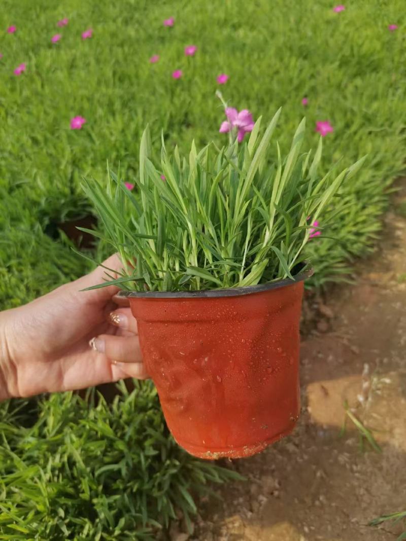 欧石竹种植基地农户自销100万待售质量保证视频发