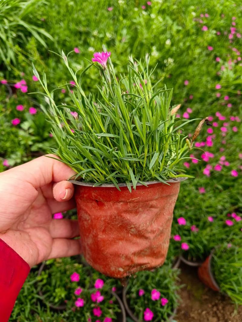 欧石竹种植基地农户自销100万待售质量保证视频发