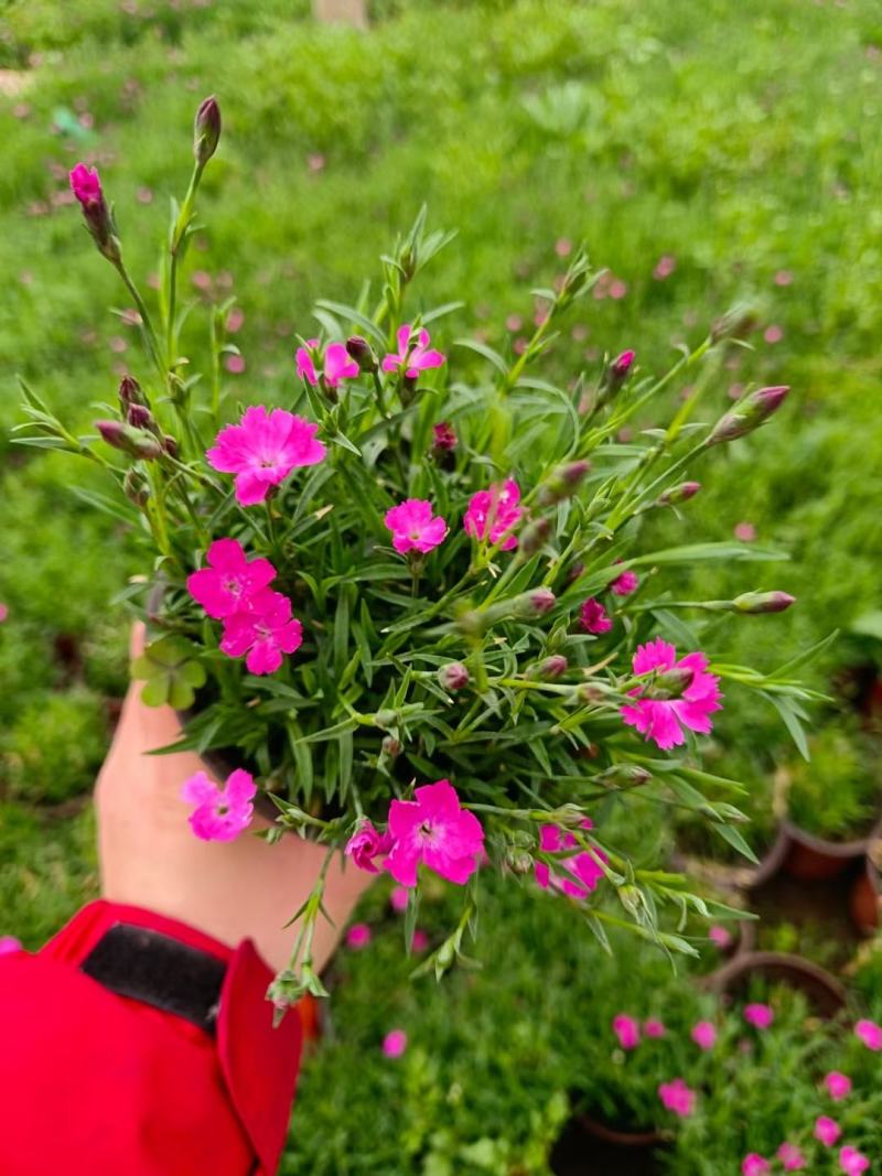 欧石竹种植基地农户自销100万待售质量保证视频发
