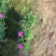 欧石竹种植基地农户自销100万待售质量保证视频发