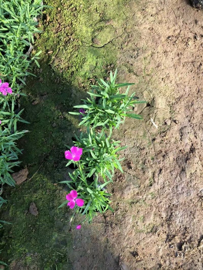 欧石竹种植基地农户自销100万待售质量保证视频发