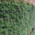 欧石竹种植基地农户自销100万待售质量保证视频发