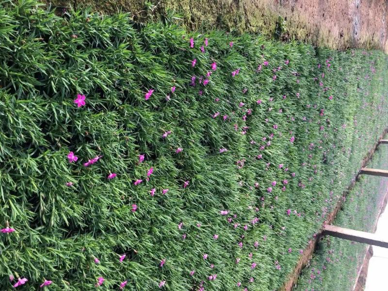 欧石竹种植基地农户自销100万待售质量保证视频发
