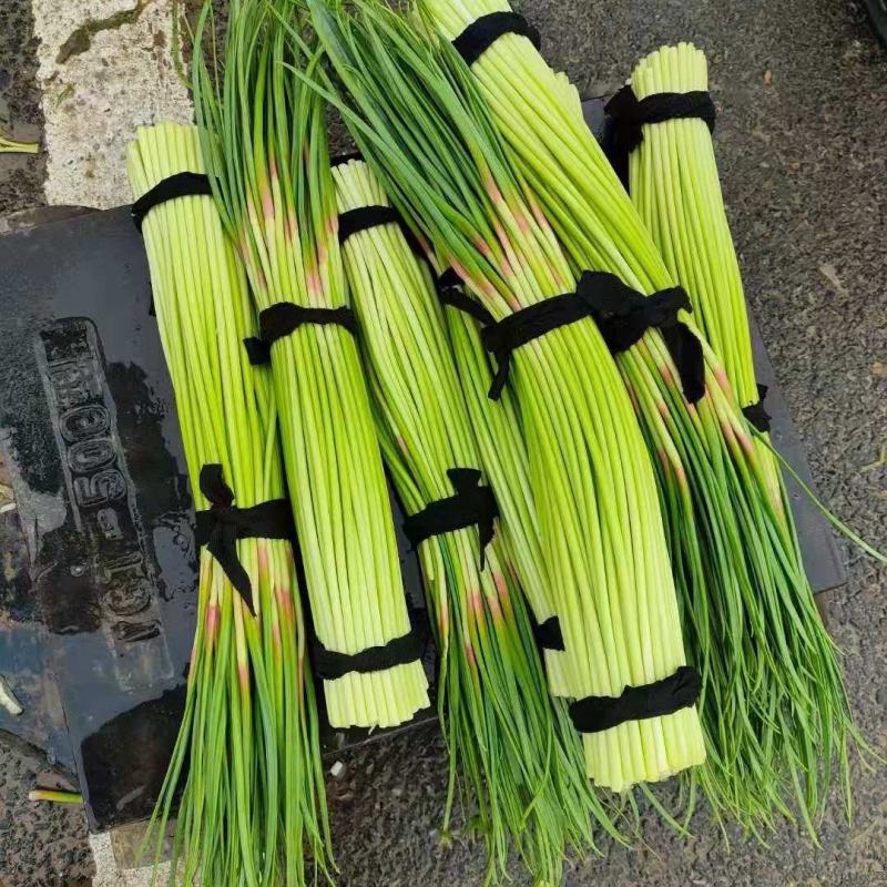 精品红帽蒜薹产地直发，质量优良，支持电商超市市场欢迎订购
