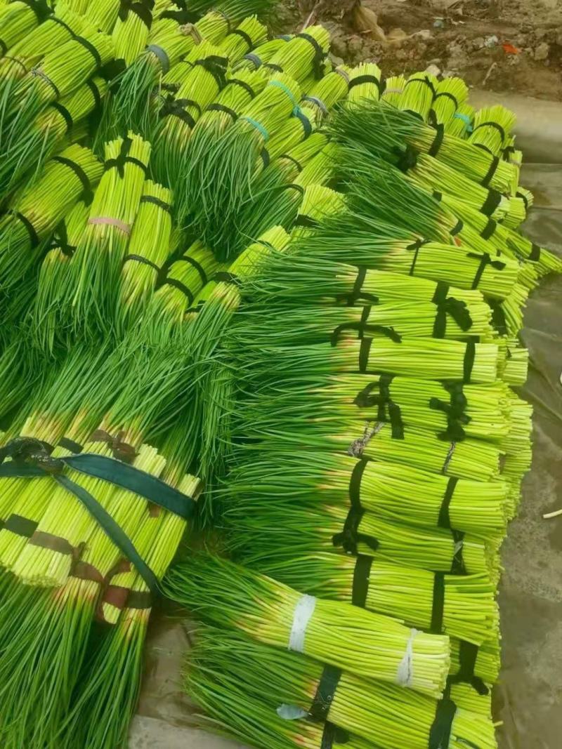 精品红帽蒜薹产地直发，质量优良，支持电商超市市场欢迎订购