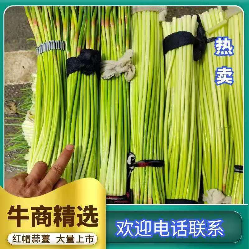 精品红帽蒜薹产地直发，质量优良，支持电商超市市场欢迎订购
