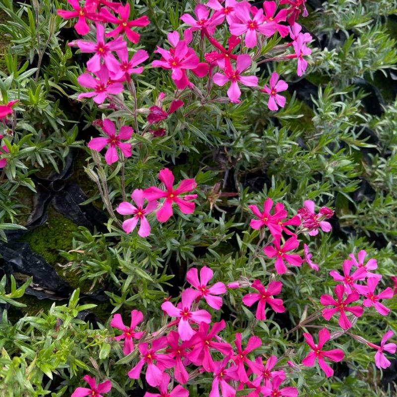 优质福禄考芝樱花海农户自销，基地发货，颜色全质量保