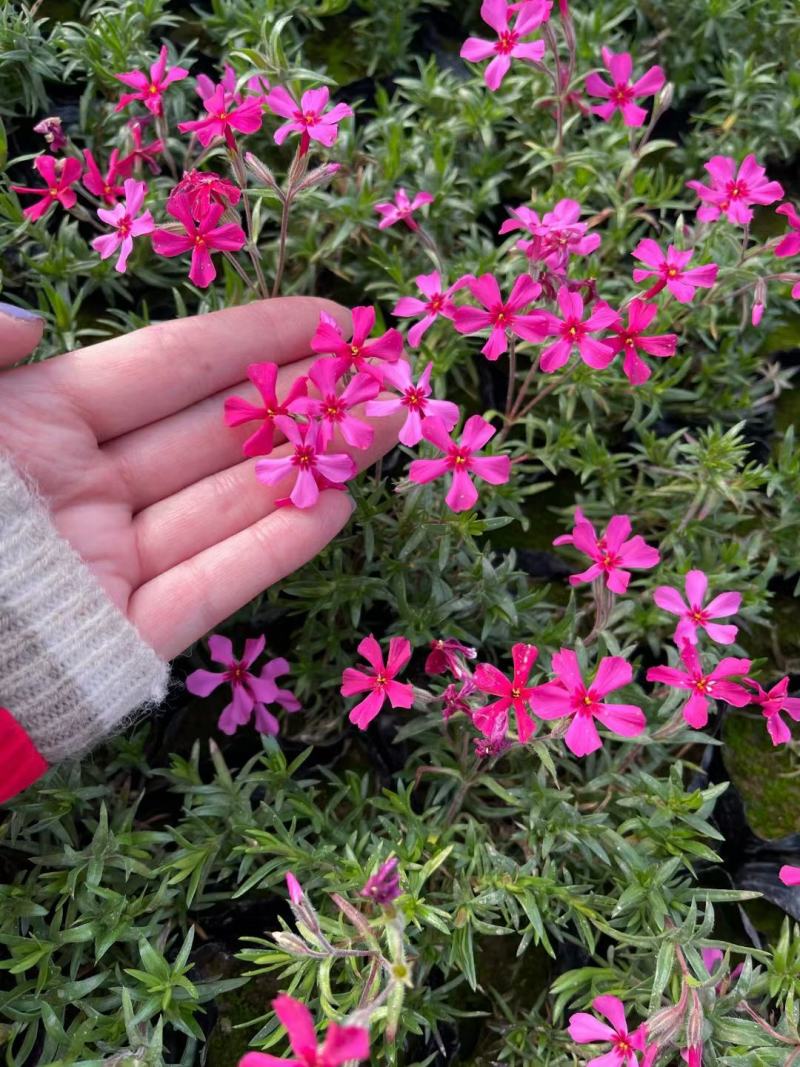 优质福禄考芝樱花海农户自销，基地发货，颜色全质量保