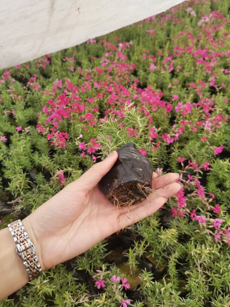 优质福禄考芝樱花海农户自销，基地发货，颜色全质量保