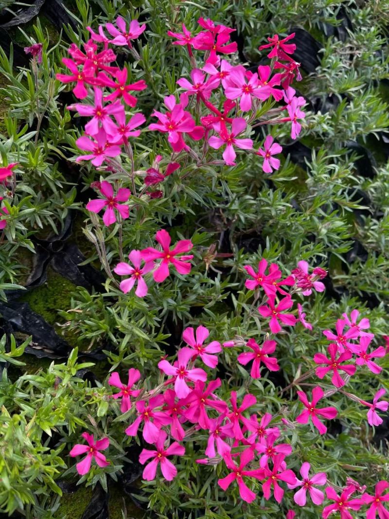 优质福禄考芝樱花海农户自销，基地发货，颜色全质量保