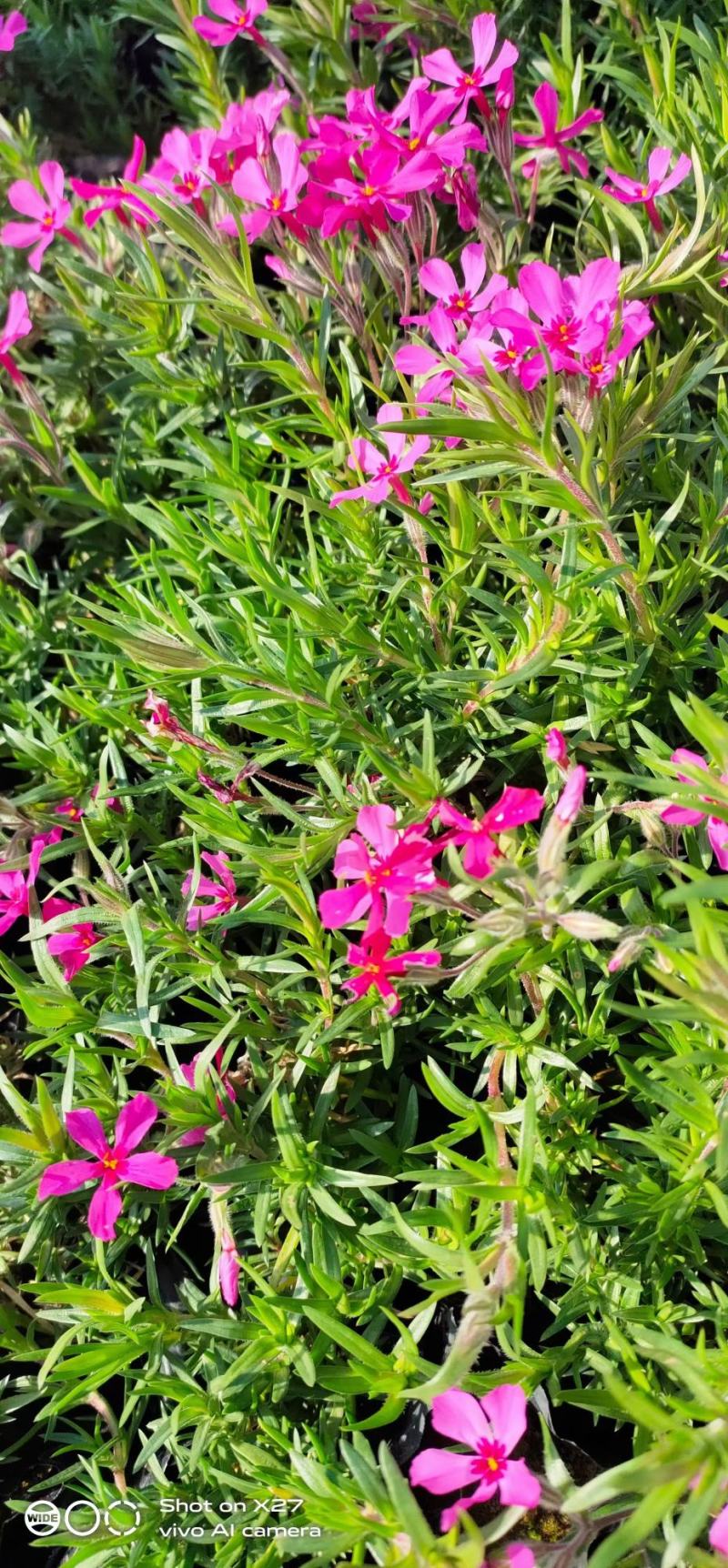 优质福禄考芝樱花海农户自销，基地发货，颜色全质量保