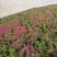 优质福禄考芝樱花海农户自销，基地发货，颜色全质量保