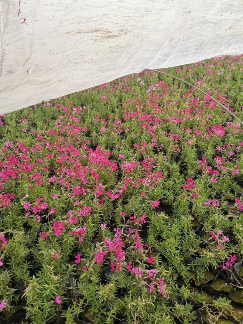 优质福禄考芝樱花海农户自销，基地发货，颜色全质量保