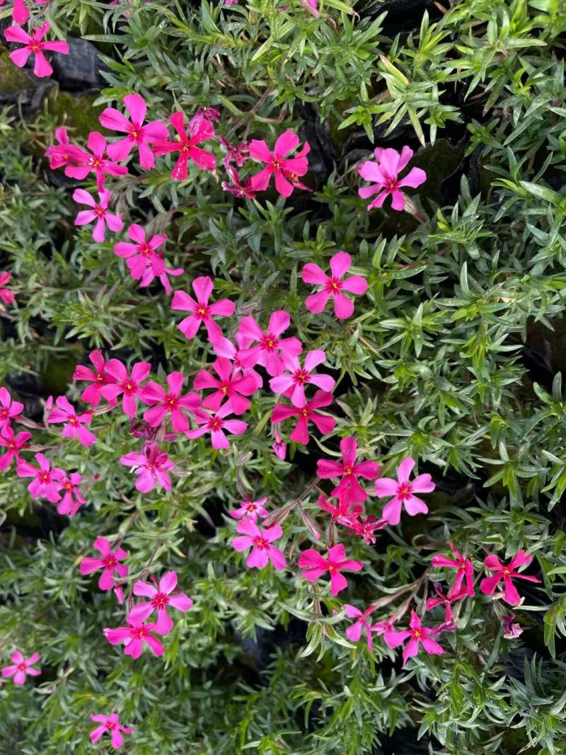 优质福禄考芝樱花海农户自销，基地发货，颜色全质量保