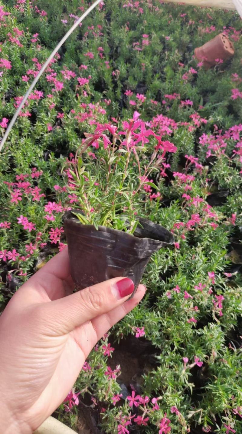 优质福禄考芝樱花海农户自销，基地发货，颜色全质量保