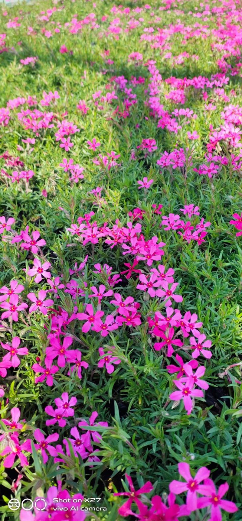 优质福禄考芝樱花海农户自销，基地发货，颜色全质量保