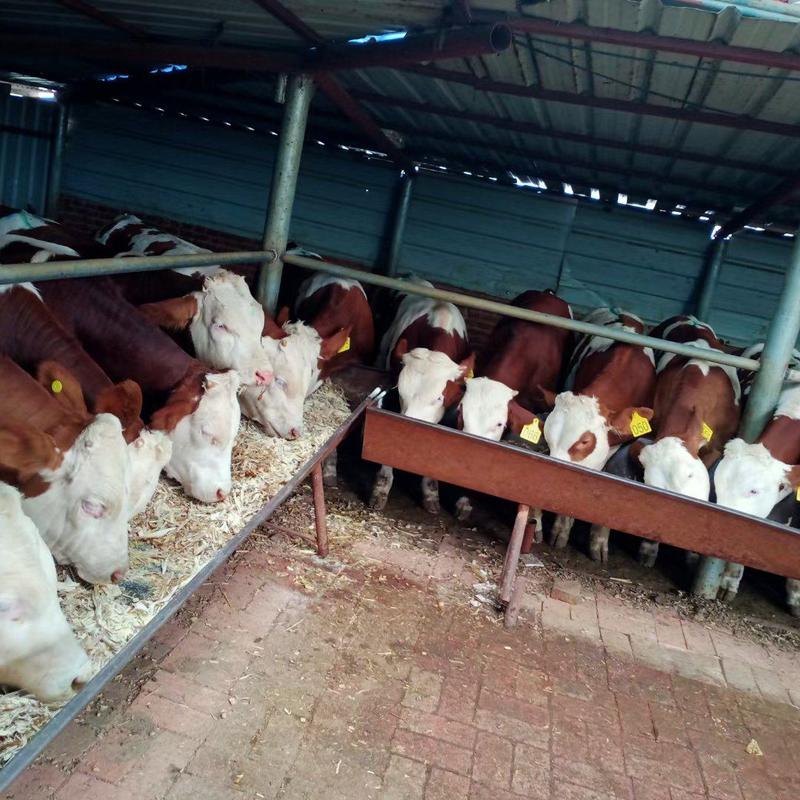 西门塔尔牛发车贵州，和云南，改良肉牛繁殖基地