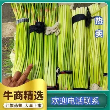 精品红帽蒜薹产地直发，质量优良，支持电商超市市场欢迎订购