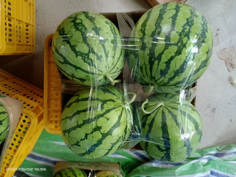 【有好货】美都西瓜8424麒麟瓜大量上市稳定货源大量供应