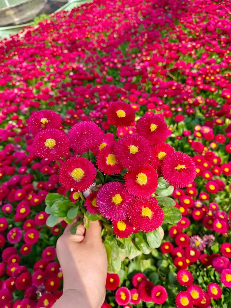 优质雏菊花农直发视频看货颜色全质量保证