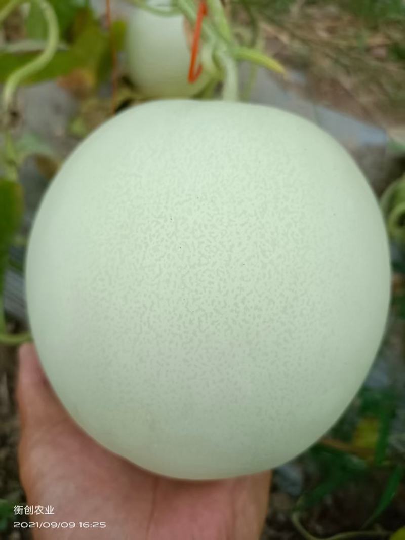 玉姑甜瓜产地