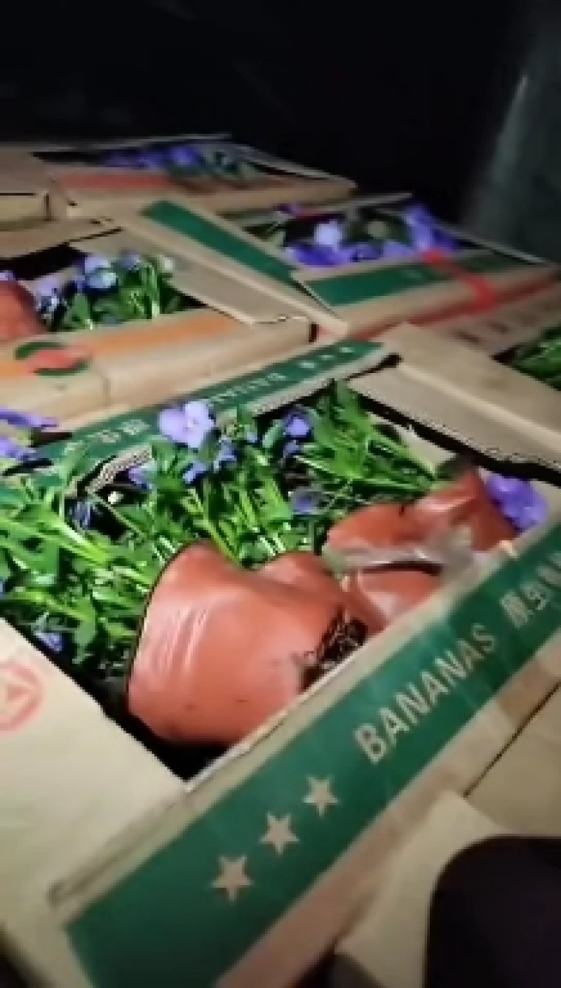 牵牛花矮牵牛花垂钓牵牛五彩牵牛基地直发视频看货