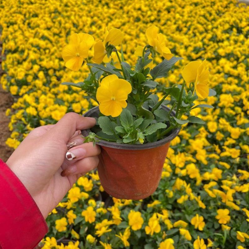 牵牛花矮牵牛花垂钓牵牛五彩牵牛基地直发视频看货