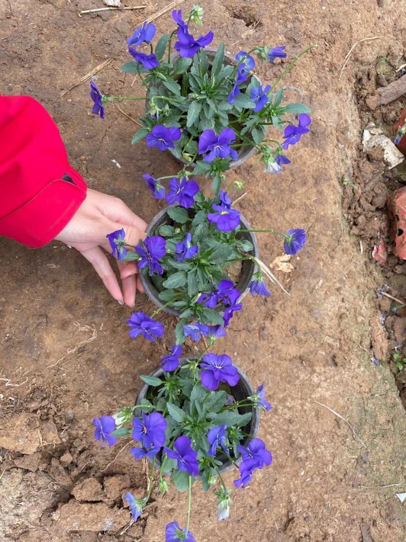 牵牛花矮牵牛花垂钓牵牛五彩牵牛基地直发视频看货