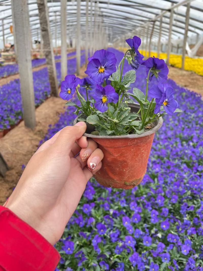 牵牛花矮牵牛花垂钓牵牛五彩牵牛基地直发视频看货