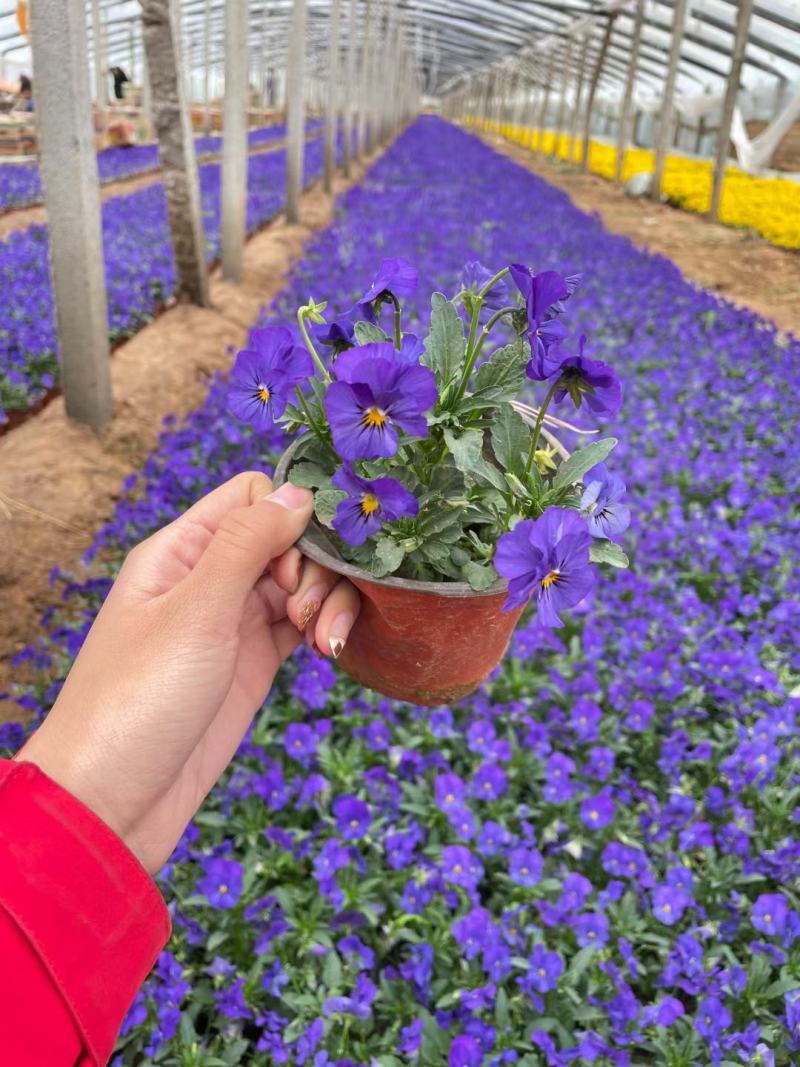 牵牛花矮牵牛花垂钓牵牛五彩牵牛基地直发视频看货