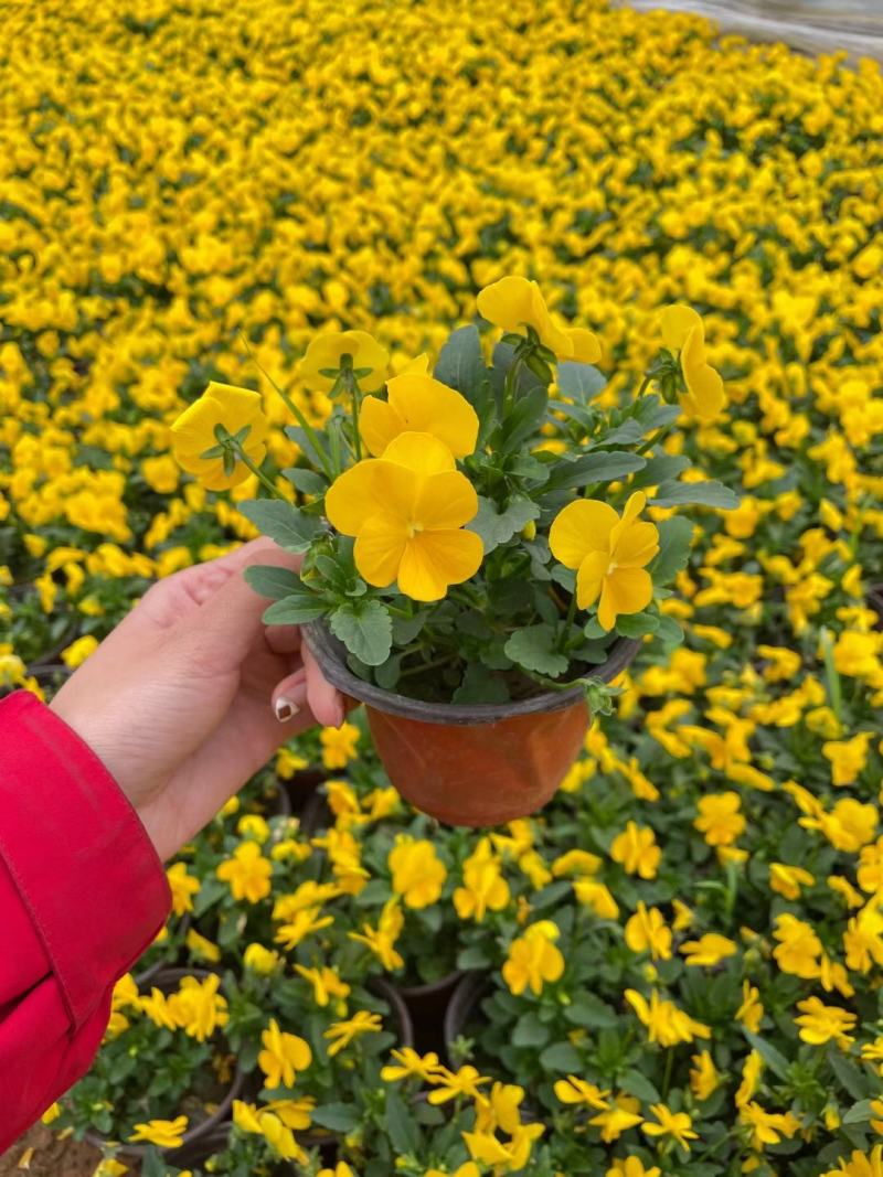 牵牛花矮牵牛花垂钓牵牛五彩牵牛基地直发视频看货