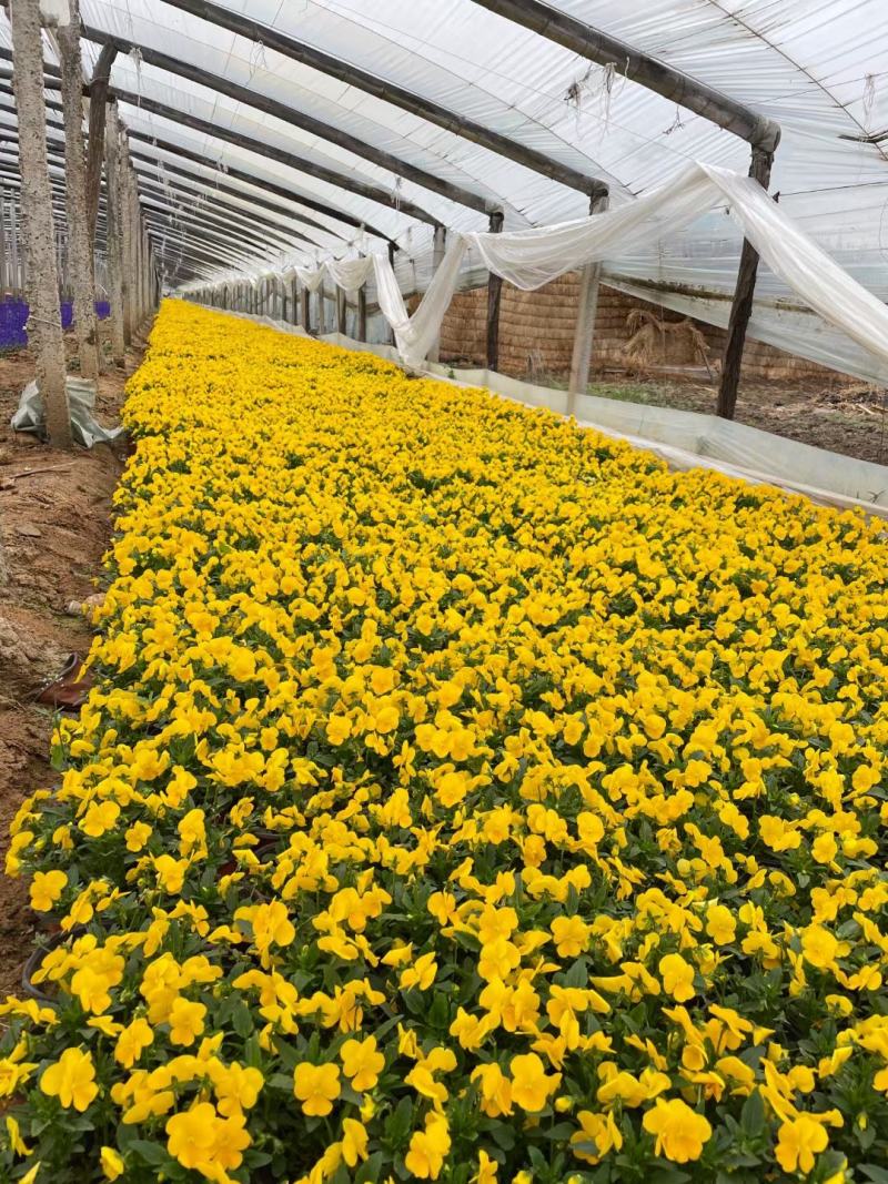 牵牛花矮牵牛花垂钓牵牛五彩牵牛基地直发视频看货