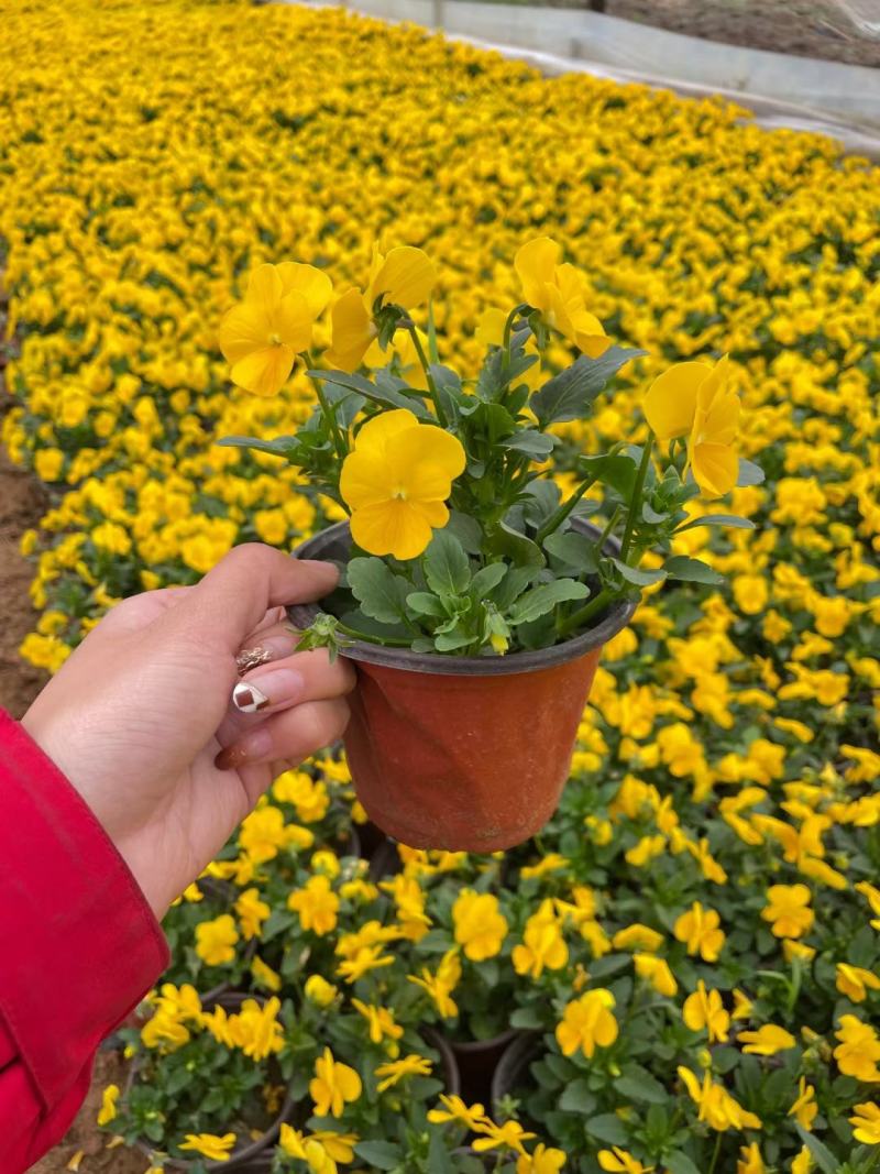 牵牛花矮牵牛花垂钓牵牛五彩牵牛基地直发视频看货