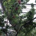 山东沂源暖棚樱桃🍒