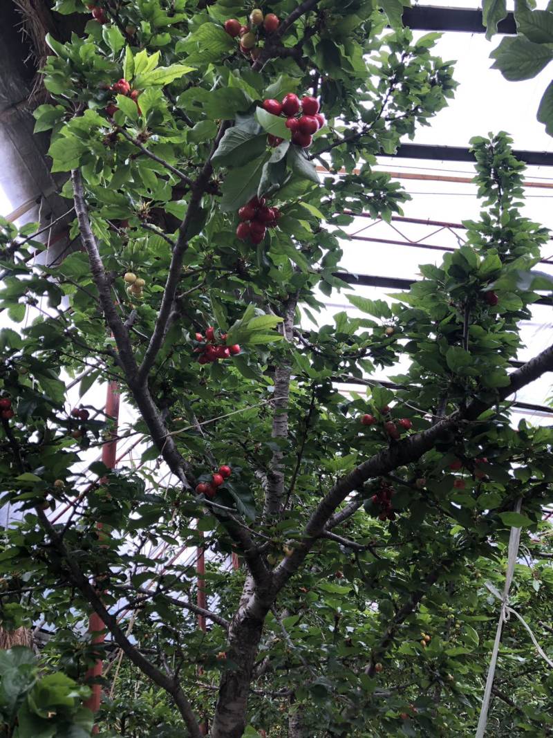 山东沂源暖棚樱桃🍒