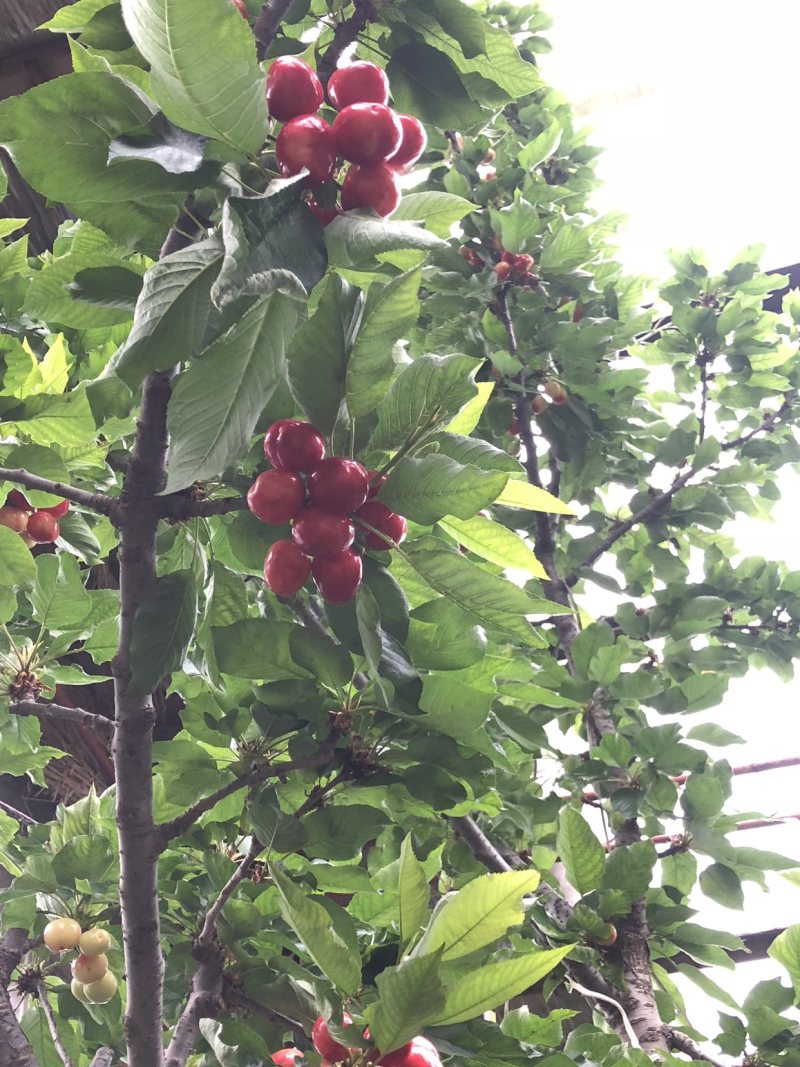 山东沂源暖棚樱桃🍒
