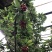 山东沂源暖棚樱桃🍒